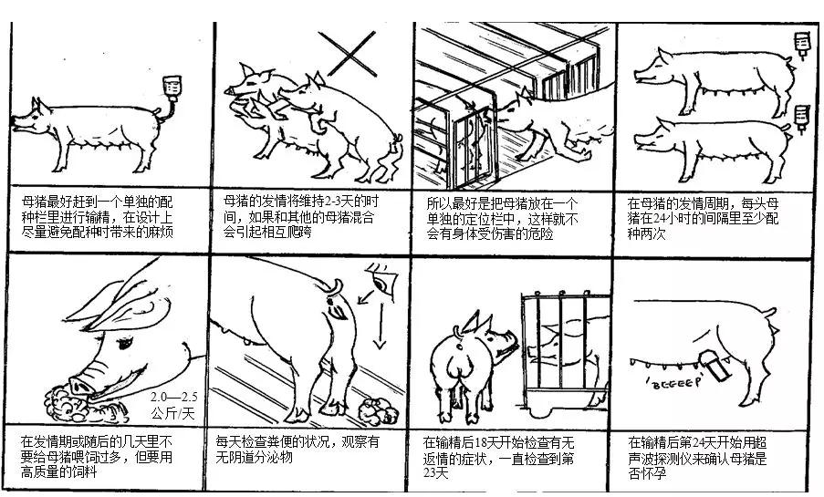 最新猪配种视觉，探寻变化中的自信与成就，共铸辉煌未来
