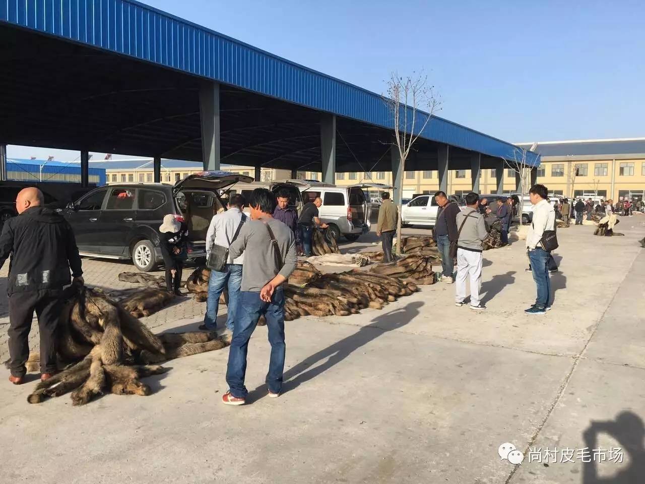 乐亭皮毛市场探秘，最新行情与惊喜之旅