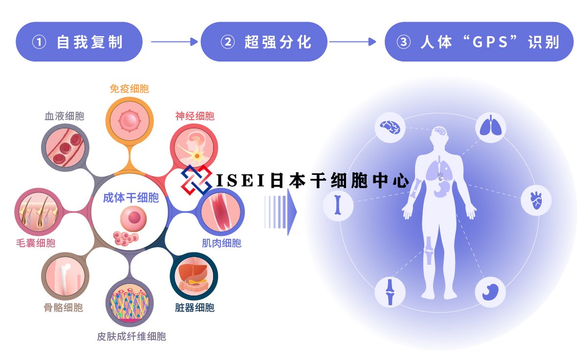 日本干细胞研究最新进展概览