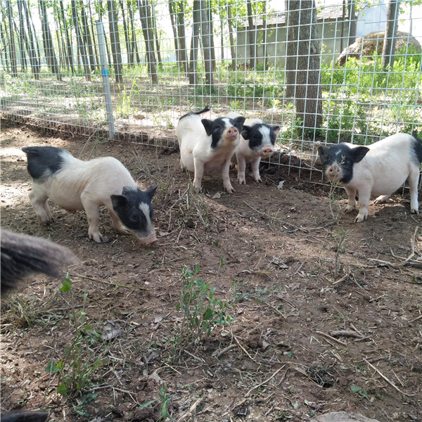 香猪养殖前景与情缘，爱与陪伴的温馨日常
