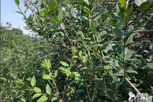 山西青翘最新行情与美景探索之旅