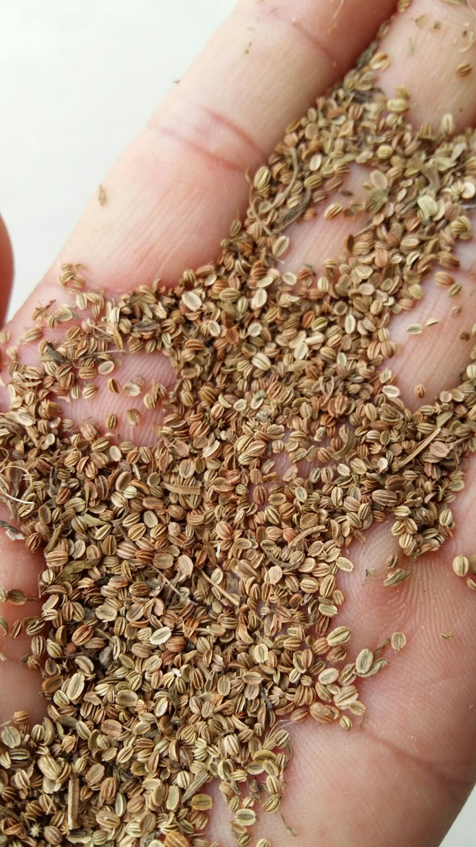 蛇床子市场价格,蛇床子市场价格大揭秘🌿小红书热门草药行情解析🌼